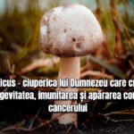 Agaricus - ciuperca lui Dumnezeu