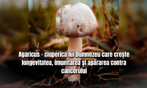 Agaricus - ciuperca lui Dumnezeu