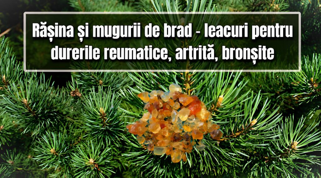 Rasina si mugurii de brad - leacuri pentru durerile reumatice, artrita, bronsite