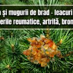 Rasina si mugurii de brad - leacuri pentru durerile reumatice, artrita, bronsite